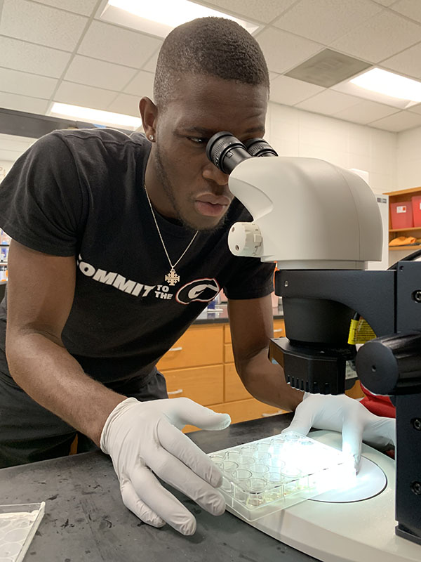 UGA student using a microscope for research
