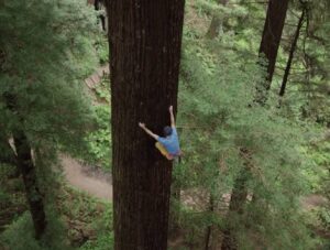 A person climbs a tree.
