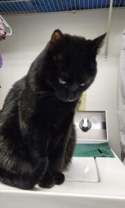 Opal the cat