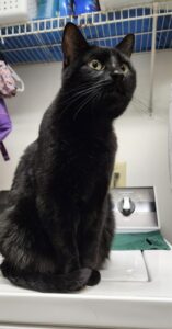 Opal the cat