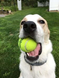 Maya and a tennis ball